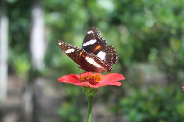 Butterfly perches on pink zinnia flowers, zinnia elegans flowers blooming in the garden. Zinnia elegans or zinnia ratna. Closeup of zinnia elegans flower. Blurred background.