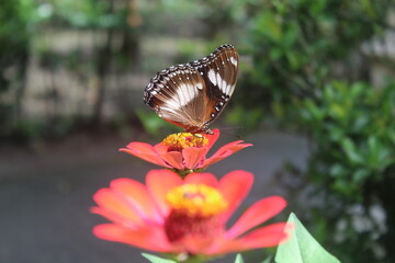 Butterfly perches on pink zinnia flowers, zinnia elegans flowers blooming in the garden. Zinnia elegans or zinnia ratna. Closeup of zinnia elegans flower. Blurred background.