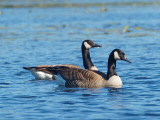 Naklejka na ściany i meble Couple of Canada geese on a lake
