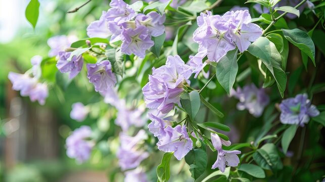 Garlic Vine or Mansoa alliacea planted in a residential garden showcases light purple blooms that emit a garlic scented aroma when freshly blossomed