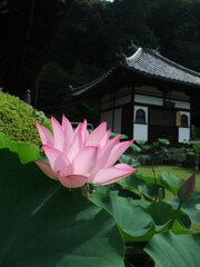 三室戸寺に咲いていた蓮の花