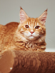 Beautiful fun red solid maine coon  kitten lying on claws accessory supply and looking fun eyes. Closeup - 790476971