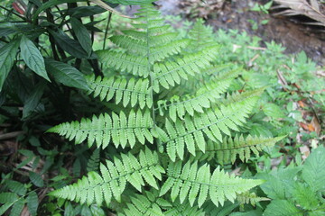 Beautiful fern leaf texture in nature. Fern leaves close up. Fern plants in the forest. Background nature concept.