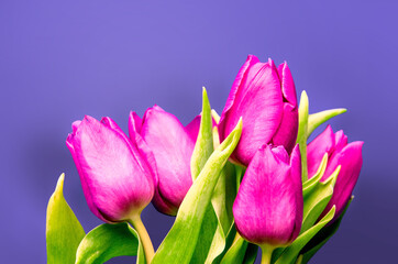 Fototapeta premium Fresh flower composition, bouquet of bi color tulips