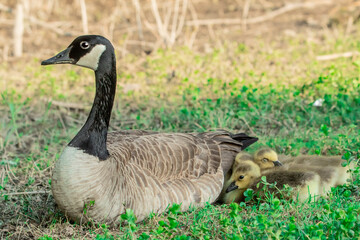 Canada Goose with their goslings 
