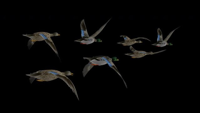 Flock of 7 Wild Duck Birds - Mallard Male and Female - Flying Loop - Back Angle View MS - Alpha Channel - Realistic naturalistic 3D animation isolated on 