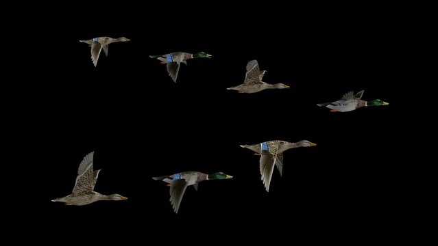 Flock of 7 Wild Duck Birds - Mallard Male and Female - Flying Transition - Side View CU - Alpha Channel - Realistic naturalistic 3D animation isolated on transparent background 