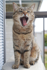 あくびをするキジトラ