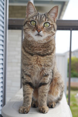 見つめるキジトラ