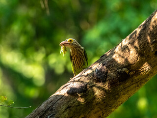 The lineated barbet (Psilopogon lineatus ) is a frugivore and nests in holes of tree trunks.