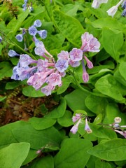 Blue and purple flowers in garden