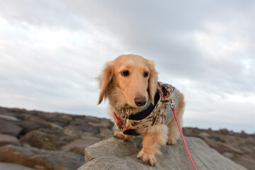 岩に登って緊張気味の犬