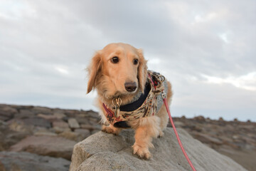 岩に登って緊張気味の犬