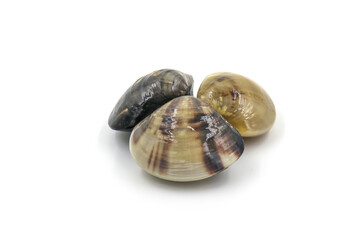 Closed up fresh baby clams, venus shell, shellfish, carpet clams, short necked clams, as raw food from the sea are the seafood ingredients. fresh clams Background. seafood.Isolated on white background