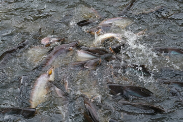 Fish in the pond for cooking