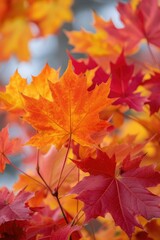 Naklejka na ściany i meble Colorful autumn leaves carpet the forest floor 🍁🍂 Nature's vibrant masterpiece in every hue! #AutumnSplendor 🌿🎨