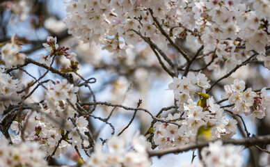 桜の花に隠れるメジロ