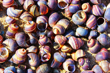 River shells on the sand. Large and small river shells on a sandy beach. Sea background close up. View from above. T