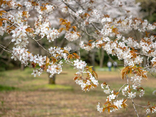 公園のヤマザクラが満開