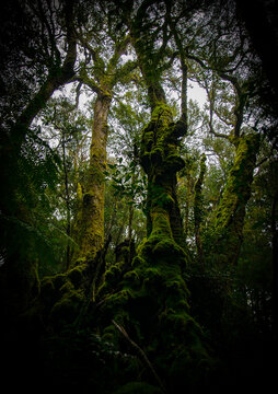 Nothofagus Moorei, Antactic Beech tree in the forest 