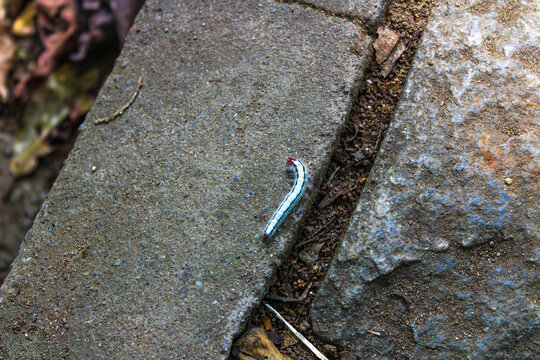 A beautiful caterpillar, white with blue band color and red head moving on a rock. A step before butterfly stage. Picture clicked in a village near Tamilnadu, South India, India. 
