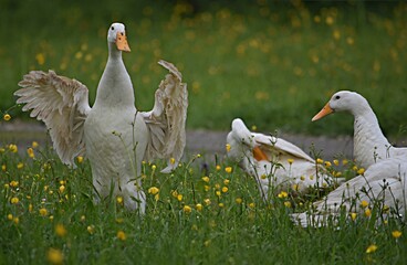 white ducks flap their wings in the green grass