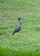 Yellow-crowned Night-Heron (Nyctanassa violacea) in the Chickasaw National Recreation Area Near Sulphur Oklahoma