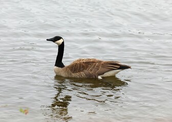 A Canadian Goose Swimming in Boomer Lake in Stillwater, Oklahoma