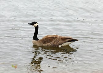 Fototapeta premium A Canadian Goose Swimming in Boomer Lake in Stillwater, Oklahoma