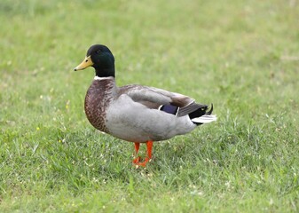 A Mallard Duck at Boomer Lake in Stillwater Oklahoma