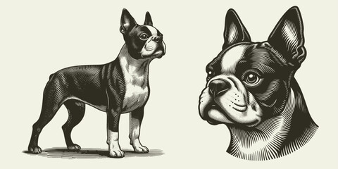 Boston terrier dog illustration Set. Hand Drawn Pen and Ink. Vector Isolated in White. Engraving vintage style drawing for print, tattoo, t-shirt - obrazy, fototapety, plakaty