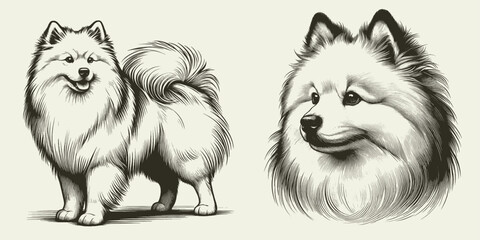 American Eskimo dog illustration Set. Hand Drawn Pen and Ink. Vector Isolated in White. Engraving vintage style drawing for print, tattoo, t-shirt - obrazy, fototapety, plakaty