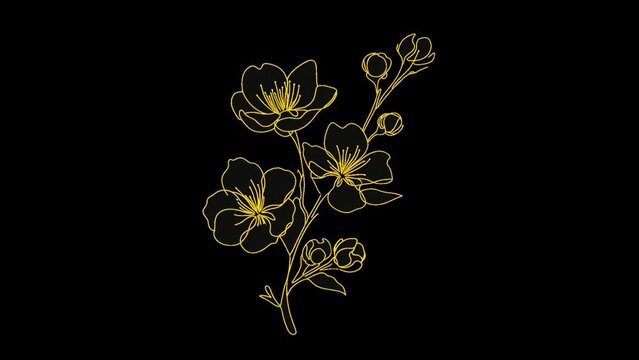 A sketch of several Apricot blossoms set against a dark background. Apricot blossom coloring and line style. Resolution is 4K.