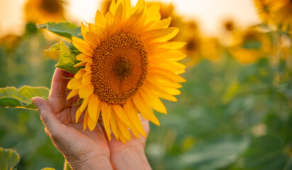 Female hands holding sunflower flower against the backdrop of a sunflower field at sunset light....