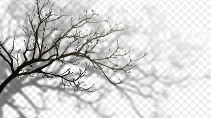 Transparent Shadow Overlay with Branches Silhouette