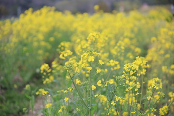 菜の花畑の菜の花