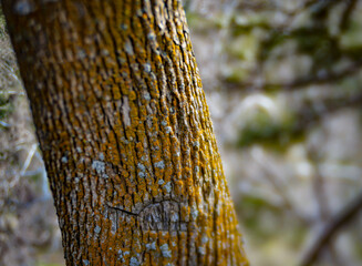 Moss growing on tree bark