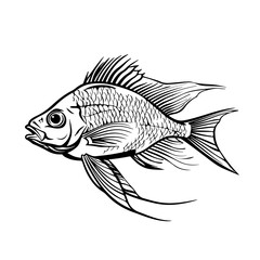 Anthias Fish