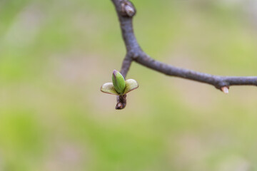 木の枝の芽