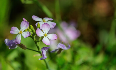 春の野に咲くムラサキカタバミ