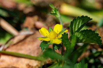 へびいちごの黄色い花
