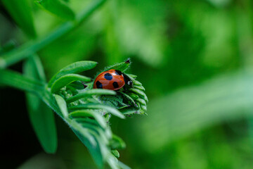 アブラムシを食べるナナホシテントウ
