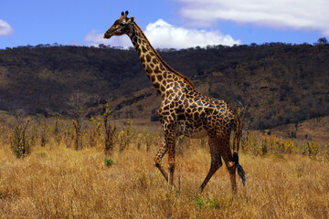 Lone giraffe walking in dry bush towards a watering hole © Gregory