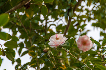 美しいツバキの花