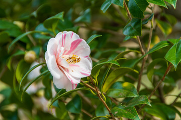 美しいツバキの花