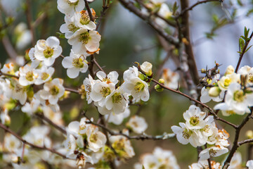満開のボケの花