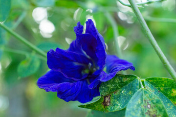 Butterfly pea that grows naturally - obrazy, fototapety, plakaty