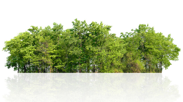 forest of trees is reflected in a white background
