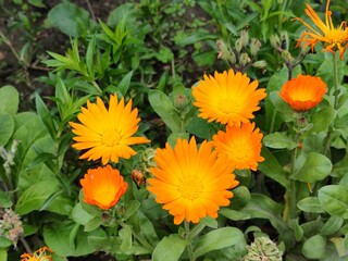 flower in the garden