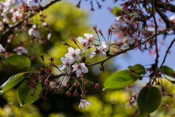 散り行くソメイヨシノ